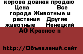 корова дойная продаю › Цена ­ 100 000 - Все города Животные и растения » Другие животные   . Ненецкий АО,Красное п.